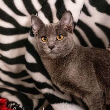 Snake -  Domestic Short Hair Cat for Adoption in Brockton, Massachusetts - Snake | PetCurious