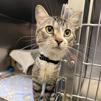 BEREN -  Domestic Short Hair Cat for Adoption in St. Louis, Missouri - BEREN | PetCurious