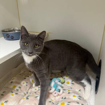 Domestic Short Hair Cats Available for Adoption - Munchkin | PetCurious