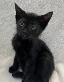 Tilapia -  Domestic Short Hair Cat for Adoption - Tilapia | PetCurious