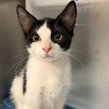 Freddy Purrger -  Domestic Short Hair Cat for Adoption in West Palm Beach, Florida - Freddy Purrger | PetCurious