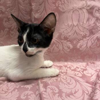 Kauai -  Domestic Short Hair Cat for Adoption in Brea, California - Kauai | PetCurious