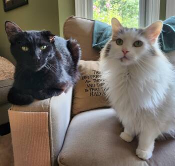 Ash ( & Ace) -  Domestic Long Hair Cat for Adoption in Leesburg, Virginia - Ash ( & Ace) | PetCurious