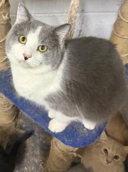 Sage -  Domestic Short Hair Cat Available for Adoption in Greensburg, Pennsylvania - Sage | PetCurious