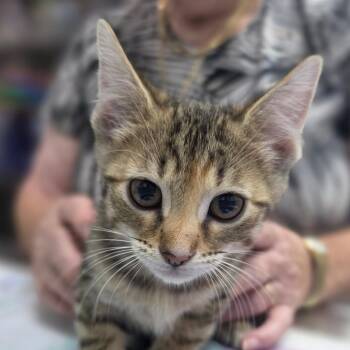 Avalon -  Domestic Short Hair Cat for Adoption in Huntsville, Alabama - Avalon | PetCurious