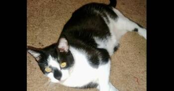 Albert (Binx) -  Domestic Short Hair Cat for Adoption in Groveland, Massachusetts - Albert (Binx) | PetCurious
