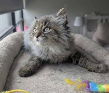 Margot -  Domestic Medium Hair Cat for Adoption in Toronto, Ontario - Margot | PetCurious