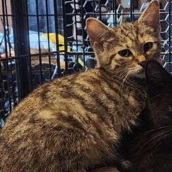 Winnie -  Domestic Short Hair Cat for Adoption in Waynesburg, Pennsylvania - Winnie | PetCurious