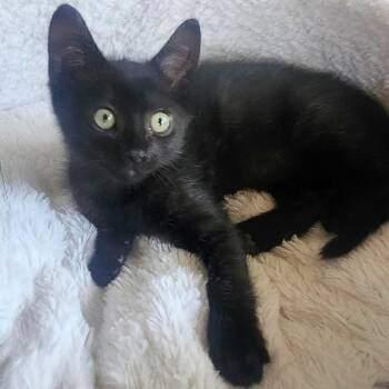 Domestic Short Hair Cats Available for Adoption in Pleasant Hill, California - Sister | PetCurious