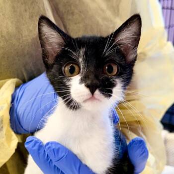 Daisy -  Domestic Short Hair Cat for Adoption in Redwood Valley, California - Daisy | PetCurious