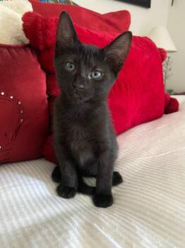 Toast -  Domestic Short Hair Cat for Adoption in Pitman, New Jersey - Toast | PetCurious