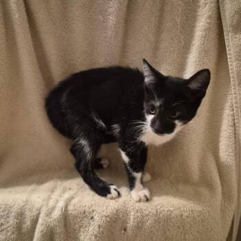 Durante -  Domestic Short Hair Cat for Adoption in Carmel, Indiana - Durante | PetCurious