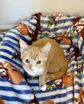 Maple -  Domestic Short Hair Cat for Adoption in Reston, Virginia - Maple | PetCurious