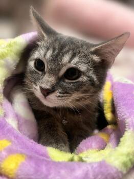 Lala -  Domestic Short Hair Cat for Adoption in Bolivia, North Carolina - Lala | PetCurious