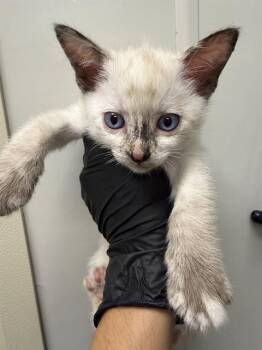 Domestic Medium Hair Cats Available for Adoption in Ontario, California - MARY ANN | PetCurious