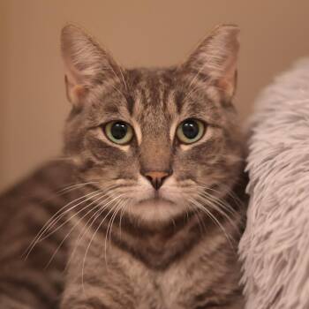 Dracula -  Domestic Short Hair Cat for Adoption in Philadelphia, Pennsylvania - Dracula | PetCurious
