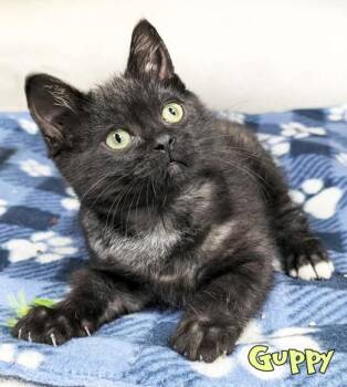 Guppy -  Domestic Short Hair Cat for Adoption in Mason, Michigan - Guppy | PetCurious