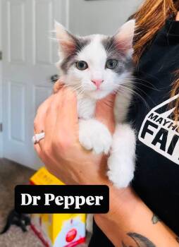 Dr Pepper -  Domestic Long Hair Cat for Adoption in Clarksville, Tennessee - Dr Pepper | PetCurious