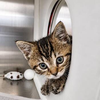 Domestic Short Hair Cats Available for Adoption in Hendersonville, North Carolina - Fern | PetCurious