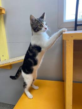 Sweet Pea -  American Shorthair Cat for Adoption in Van Wert, Ohio - Sweet Pea | PetCurious