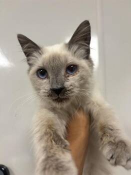 Domestic Medium Hair Cats Available for Adoption - COSMO | PetCurious