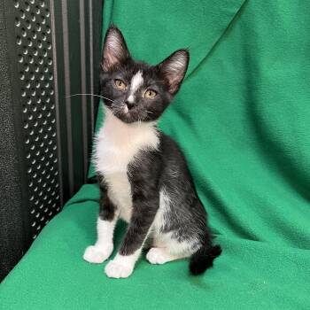 Tulip -  Domestic Short Hair Cat for Adoption in Fairmont, Minnesota - Tulip | PetCurious