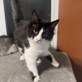 Clementine -  American Shorthair Cat for Adoption in Massillon, Ohio - Clementine | PetCurious