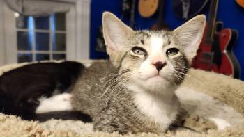 Rescue Domestic Short Hair Cats for Adoption in Fort Worth, Texas - Tsunami | PetCurious
