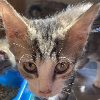 Lucki -  Domestic Medium Hair Cat for Adoption in Marion, Illinois - Lucki | PetCurious