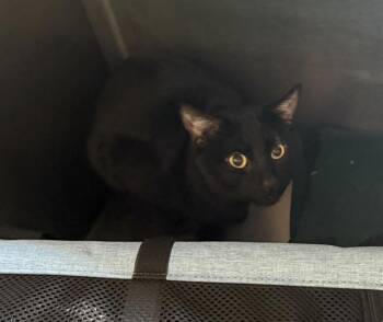 JOJO -  Domestic Short Hair Cat for Adoption in Boston, Massachusetts - JOJO | PetCurious