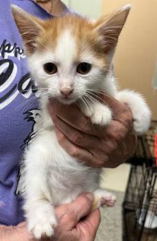 Topsy -  Domestic Short Hair Cat for Adoption in Saint Clairsville, Ohio - Topsy | PetCurious