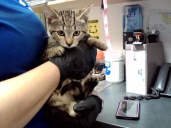 LUCY -  Domestic Short Hair Cat for Adoption in Martinez, California - LUCY | PetCurious