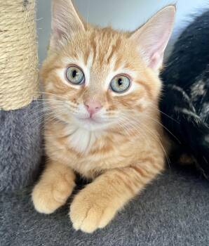 Sherbet -  Domestic Short Hair Cat for Adoption in Hamilton, Ontario - Sherbet | PetCurious