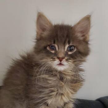 Leo -  Domestic Medium Hair Cat for Adoption in Phoenix, Arizona - Leo | PetCurious