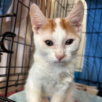 Mango (Formerly SpongeBob) -  Domestic Short Hair Cat for Adoption in Webster, Texas - Mango (Formerly SpongeBob) | PetCurious