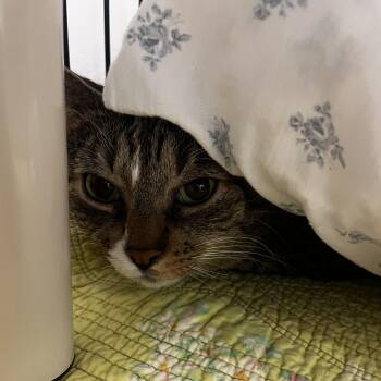 Pork Chop -  Tabby Cat for Adoption - Pork Chop | PetCurious