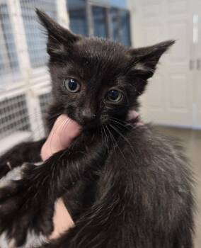 River -  Domestic Short Hair Cat for Adoption in Gold Beach, Oregon - River | PetCurious