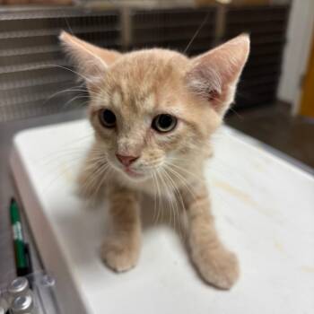 Funyuns -  Domestic Medium Hair Cat for Adoption in Ottawa, Kansas - Funyuns | PetCurious