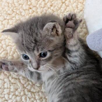 Domestic Short Hair Cats Available for Adoption in Austin, Texas - No Time Like Now 10 | PetCurious