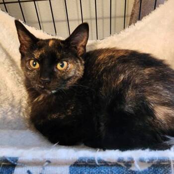 Chloe Landis -  Domestic Short Hair Cat for Adoption in Eagle Mountain, Utah - Chloe Landis | PetCurious