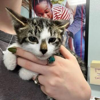 Domestic Short Hair Cats Available for Adoption - Toffee | PetCurious