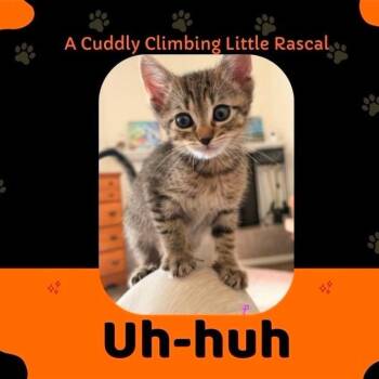 Uh-huh -  Domestic Short Hair Cat for Adoption in Orangevale, California - Uh-huh | PetCurious