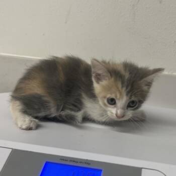 Agrippa -  Domestic Medium Hair Cat for Adoption in St. Louis, Missouri - Agrippa | PetCurious