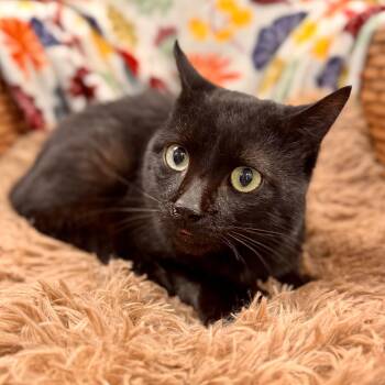 Rescue Domestic Short Hair Cats for Adoption in Midland, Michigan - Suki | PetCurious