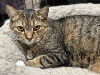 Sox -  Domestic Short Hair Cat for Adoption in Markham, Ontario - Sox | PetCurious