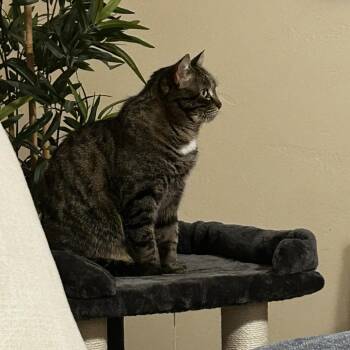Leia -  Domestic Short Hair Cat for Adoption in Spanish Fork, Utah - Leia | PetCurious