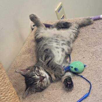 TheoDoor -  Domestic Short Hair Cat for Adoption in York, Pennsylvania - TheoDoor | PetCurious