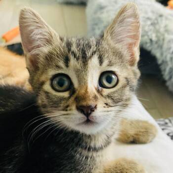 Domestic Short Hair Cats Available for Adoption in Riverside, California - Jasmine | PetCurious