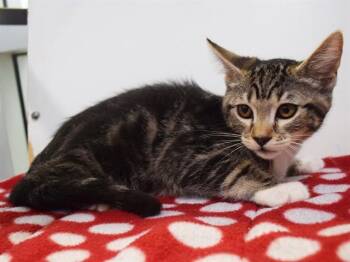 BLINDA -  Domestic Short Hair Cat for Adoption in Sacramento, California - BLINDA | PetCurious