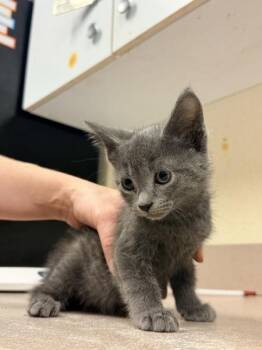Frida Kahlo -  Domestic Short Hair Cat for Adoption in Salisbury, Maryland - Frida Kahlo | PetCurious